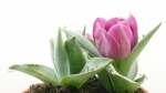 timelapse tulips