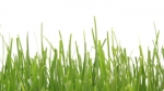 timelapse grass