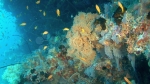 coral reef