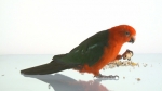 parrot feeding