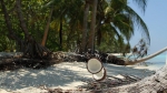 falling coconut